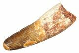 Real Spinosaurus Tooth - Huge Dinosaur Tooth #307927-1